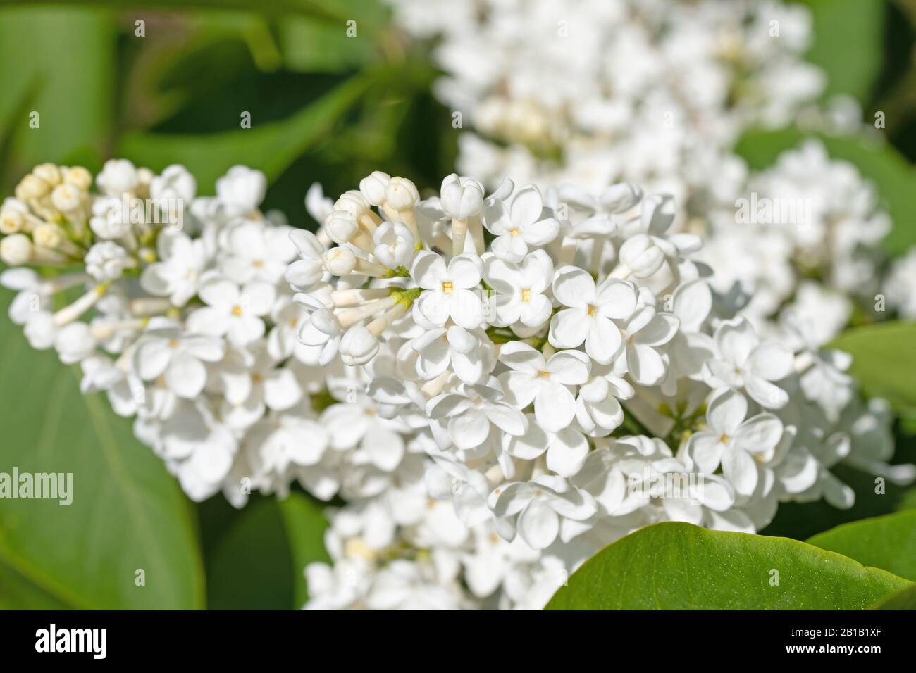 White blooming lilac, Syringa, in spring Stock Photo