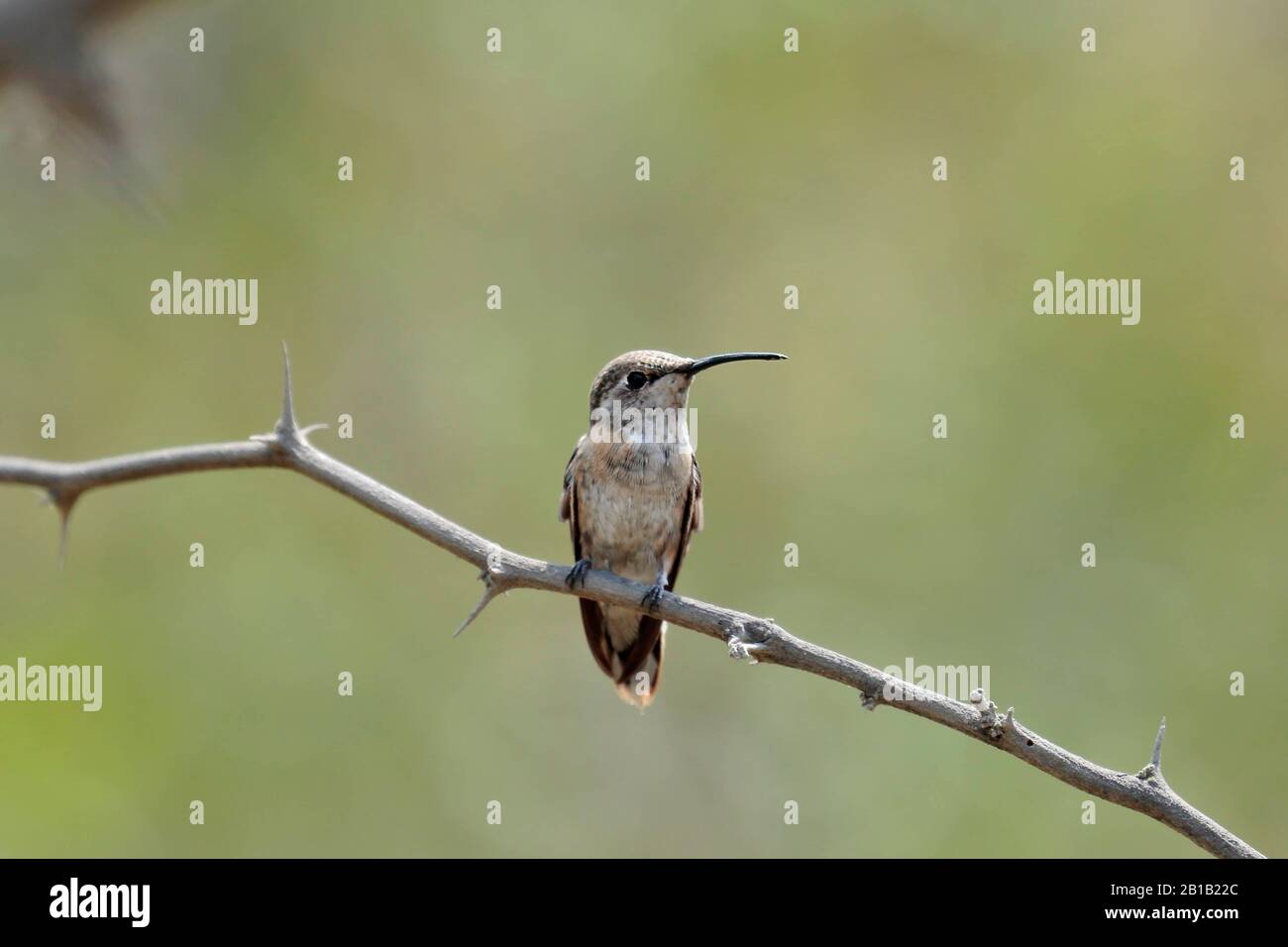PURPLE-COLLARED WOODSTAR (Myrtis fanny), beautiful hummingbird in its natural habitat perched on some branches of a tree. Lima Peru Stock Photo