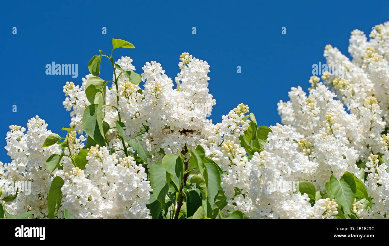 White blooming lilac, Syringa, in spring Stock Photo