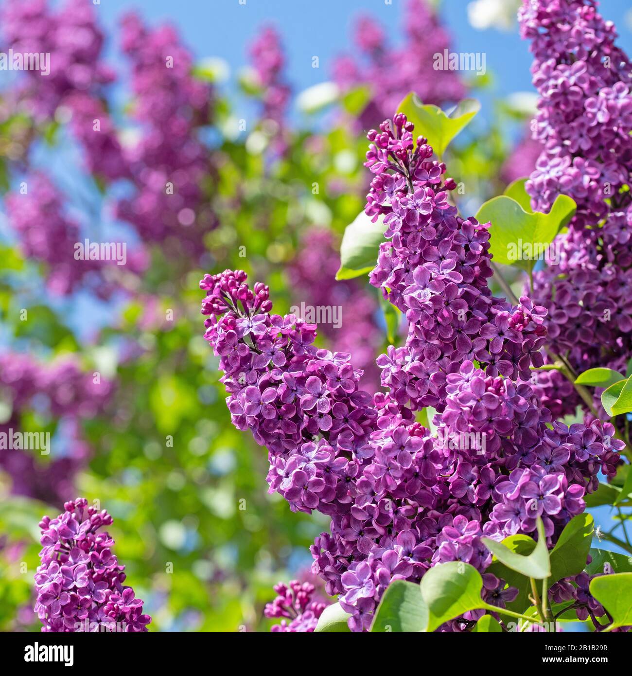 Téléchargement gratuit Images Spring Syringa Lilac Stock Photos Spring Syringa Lilac Stock