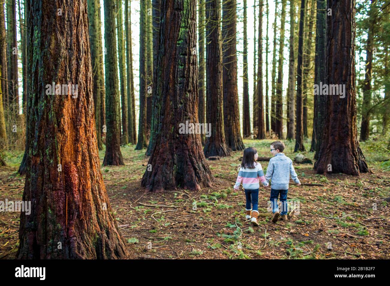 Redwood park primary school hi-res stock photography and images - Alamy