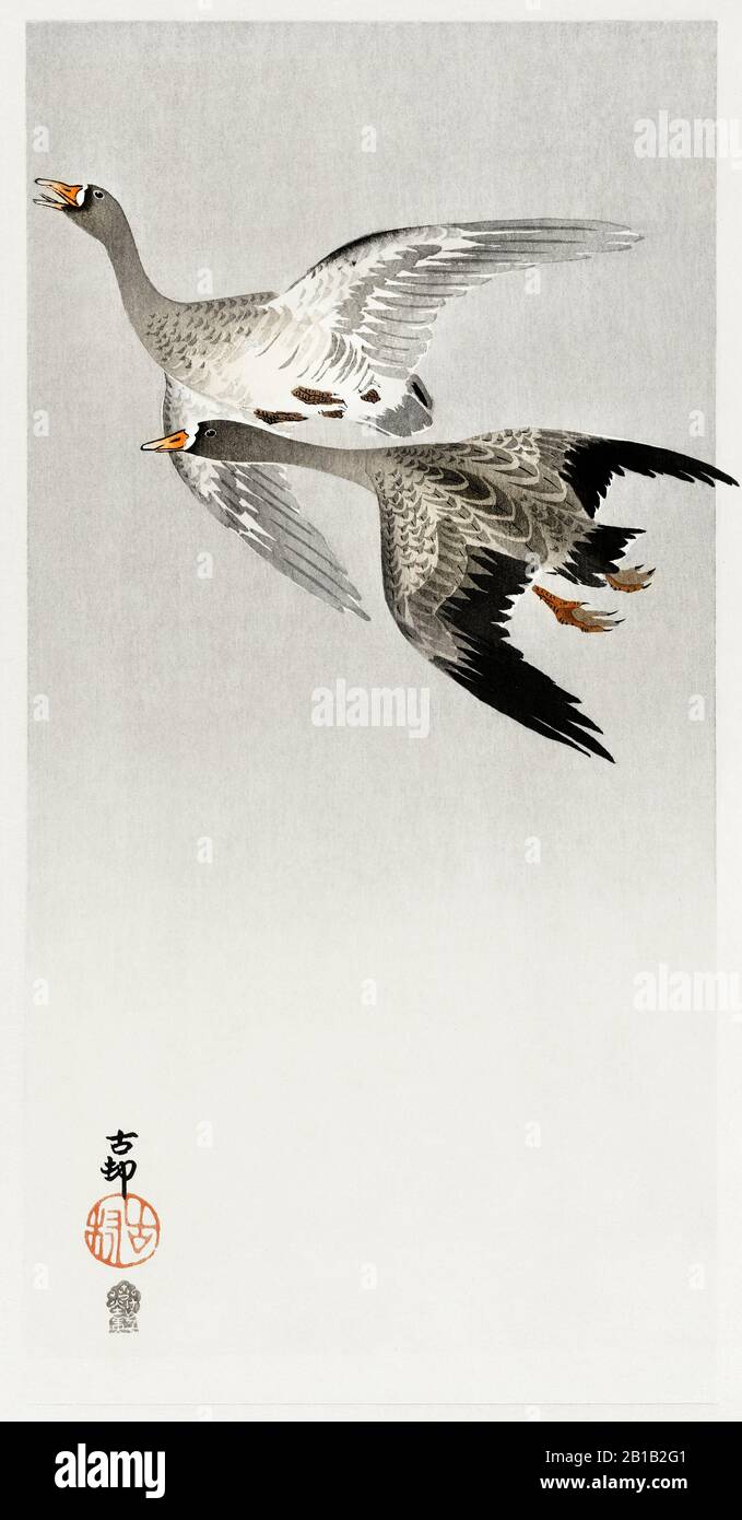 a-vintage-illustration-featuring-birds-stock-photo-alamy