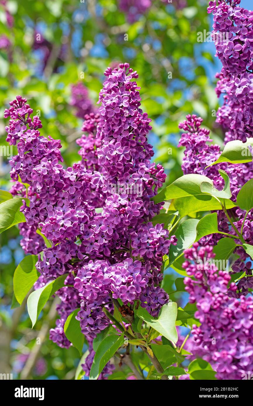 Violet blooming lilac, syringa, in spring Stock Photo