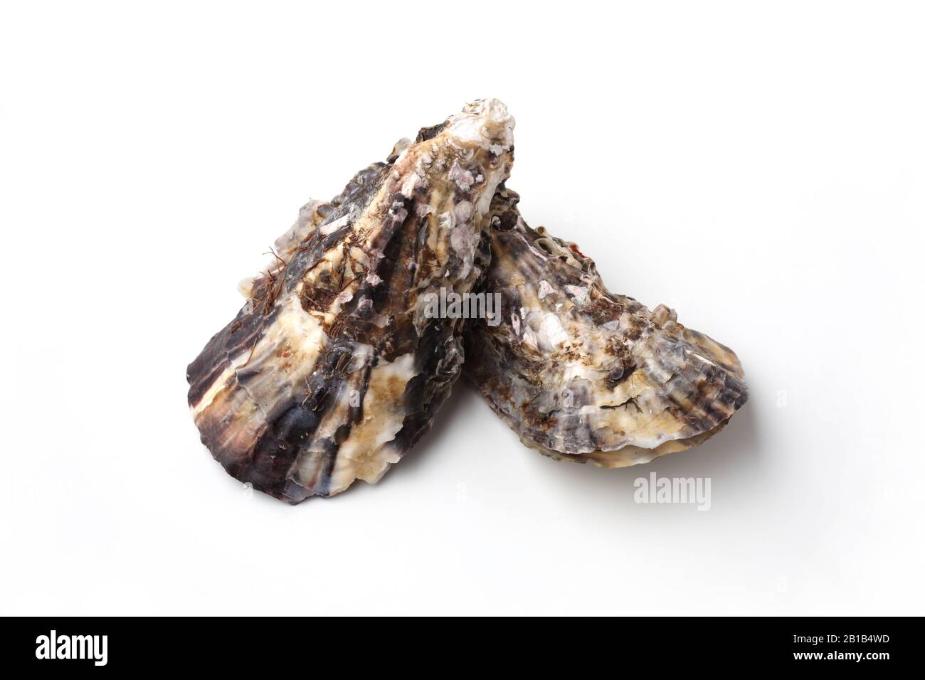 boiled oysters closeup isolated on white background Stock Photo