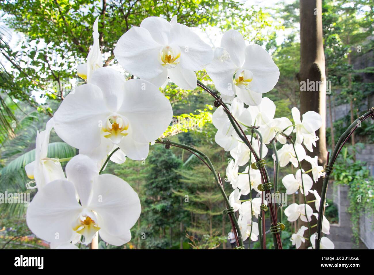 White orchard flowers in The Shiseido Forest Valley at Jewell Changi Airport, Changi, Singapore Island, Singapore Stock Photo