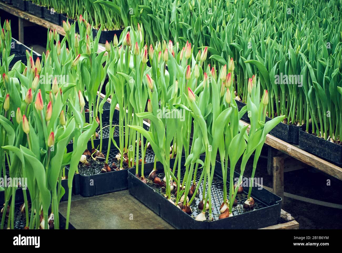hydroponic tulip cultivation in special containers in an industrial
