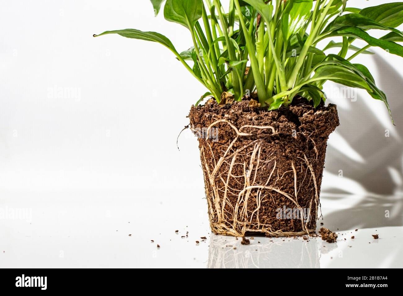 The root system of a flower in a pot on a white background Stock Photo ...