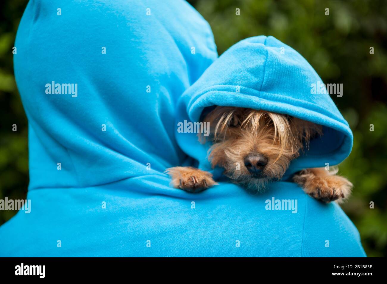 Furry dog looking over the shoulder of his owner in matching blue hoodies outdoors in bright green park background Stock Photo