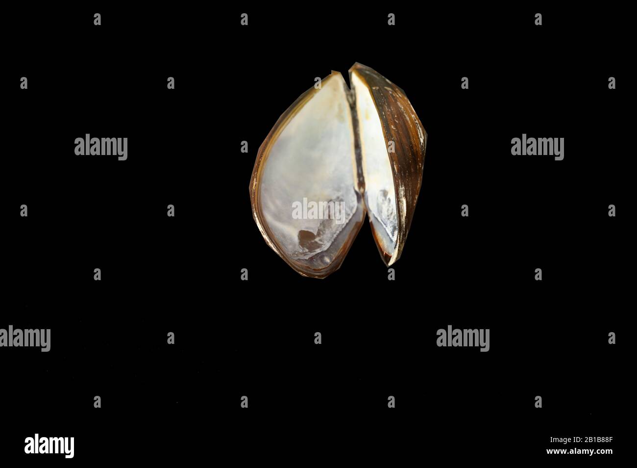 Open Mussel shell on black background Stock Photo