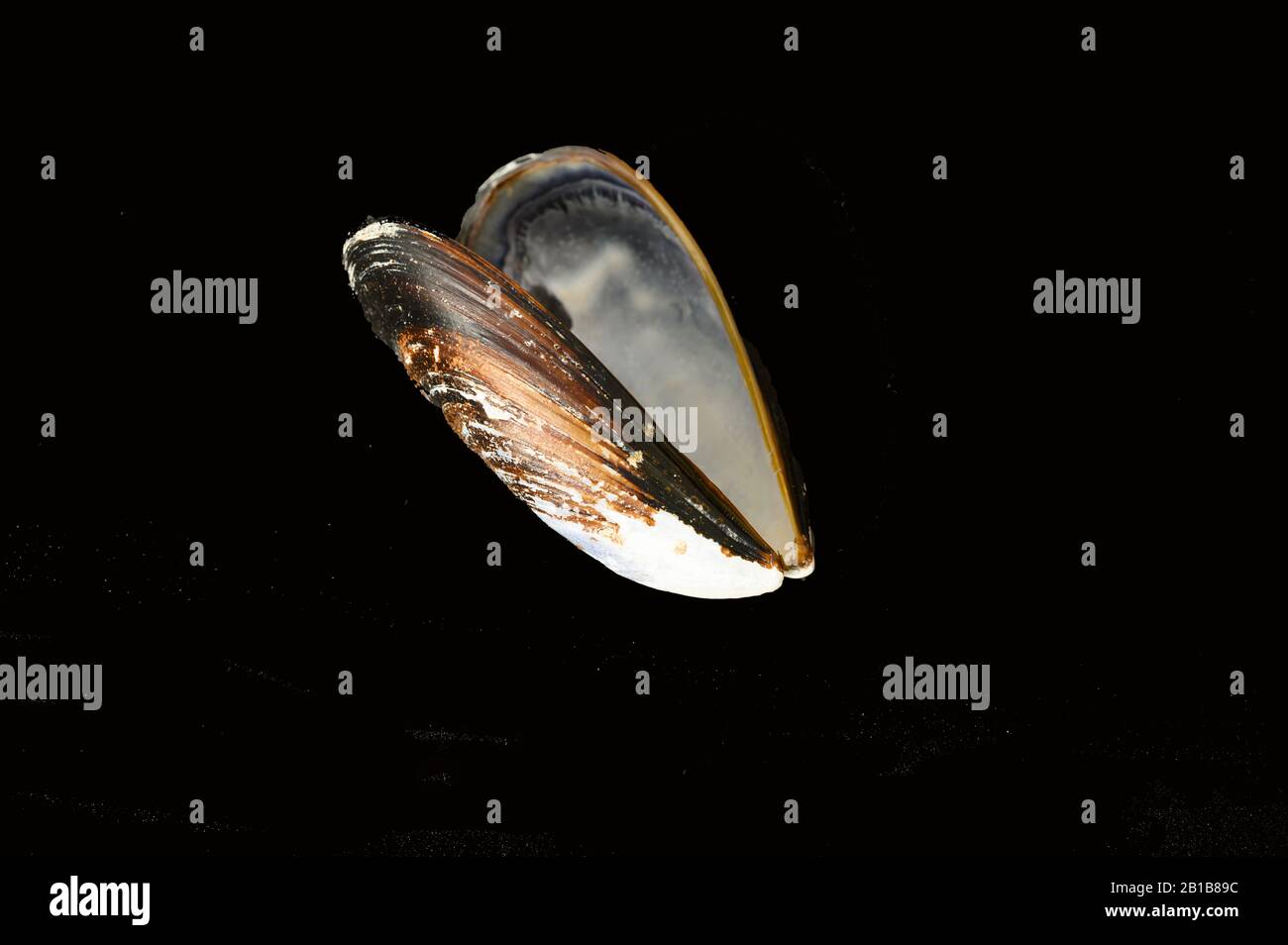 Open Mussel shell on black background Stock Photo