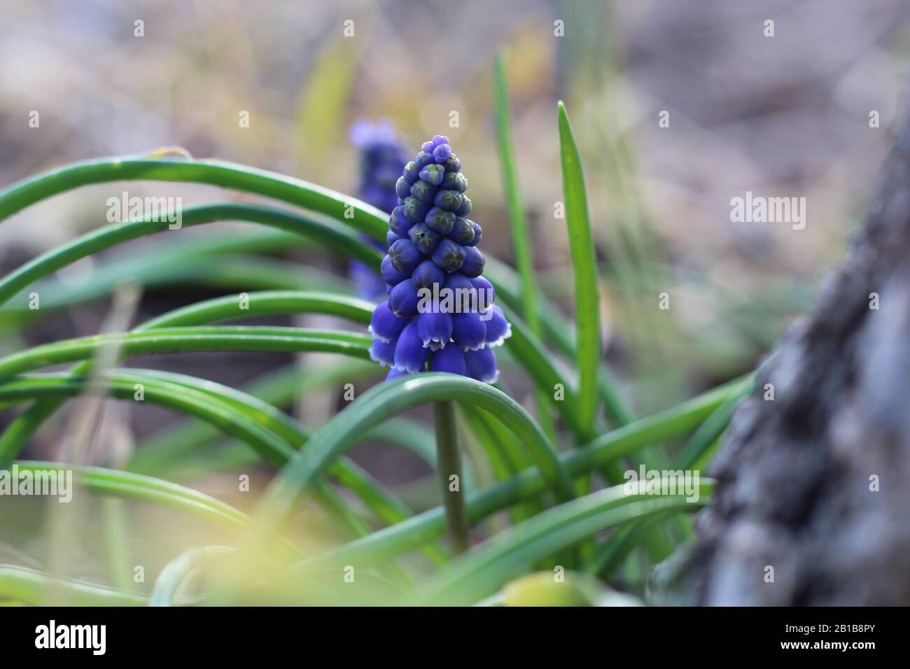 Grape Hyacinth blooming by a tree. The first signs of spring Stock