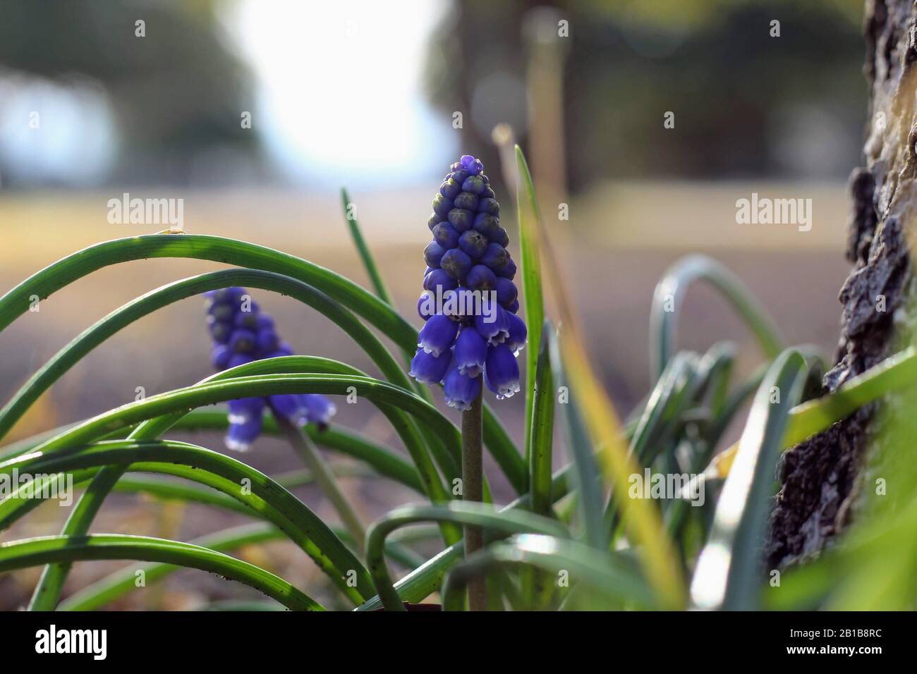 Grape Hyacinth blooming by a tree. The first signs of spring Stock