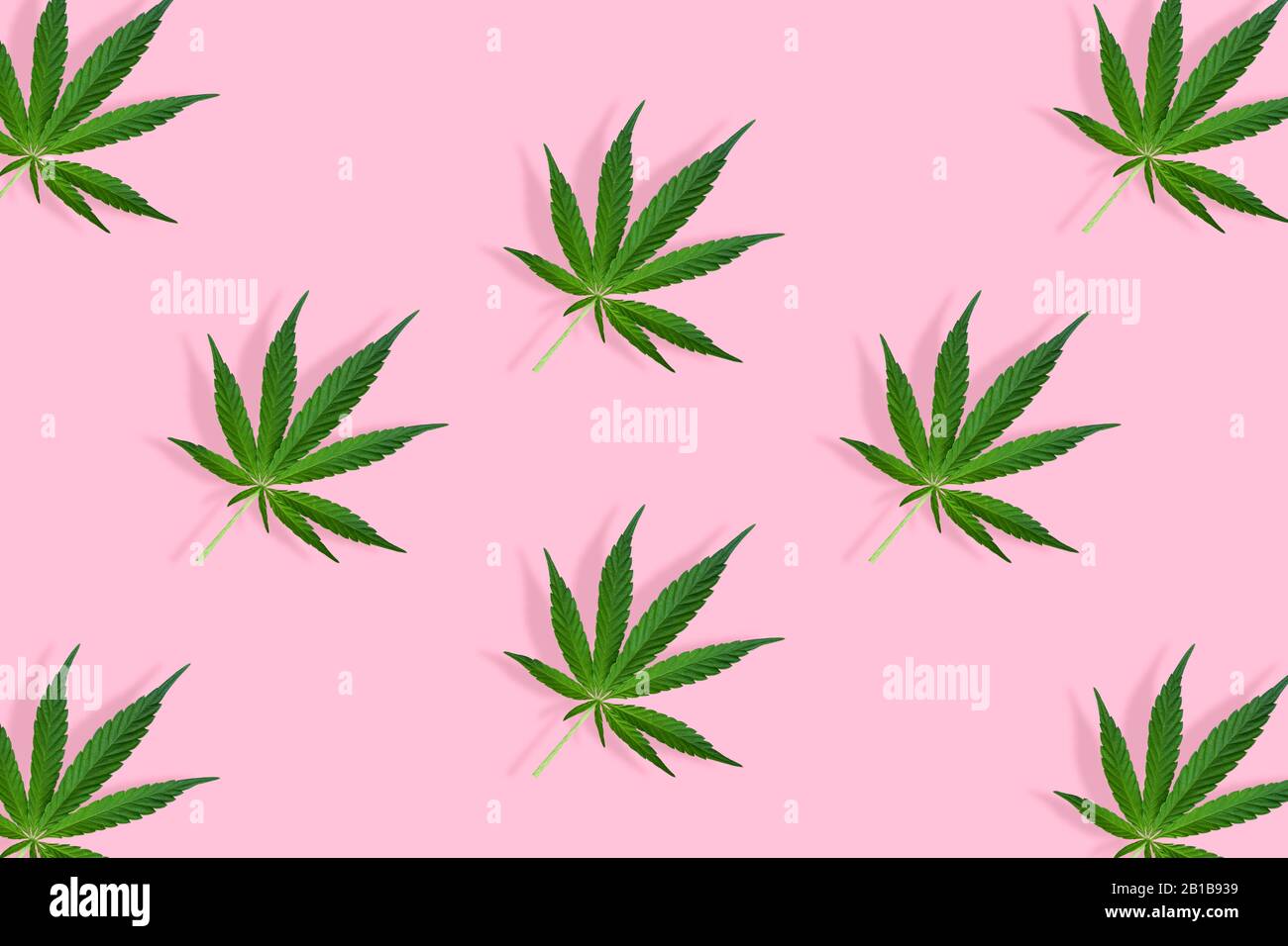 Cannabis leaves isolated on bright pink background. Top view, flat lay.  Pattern background with green leaves. Herbal alternative medicine and  cannabis Stock Photo - Alamy