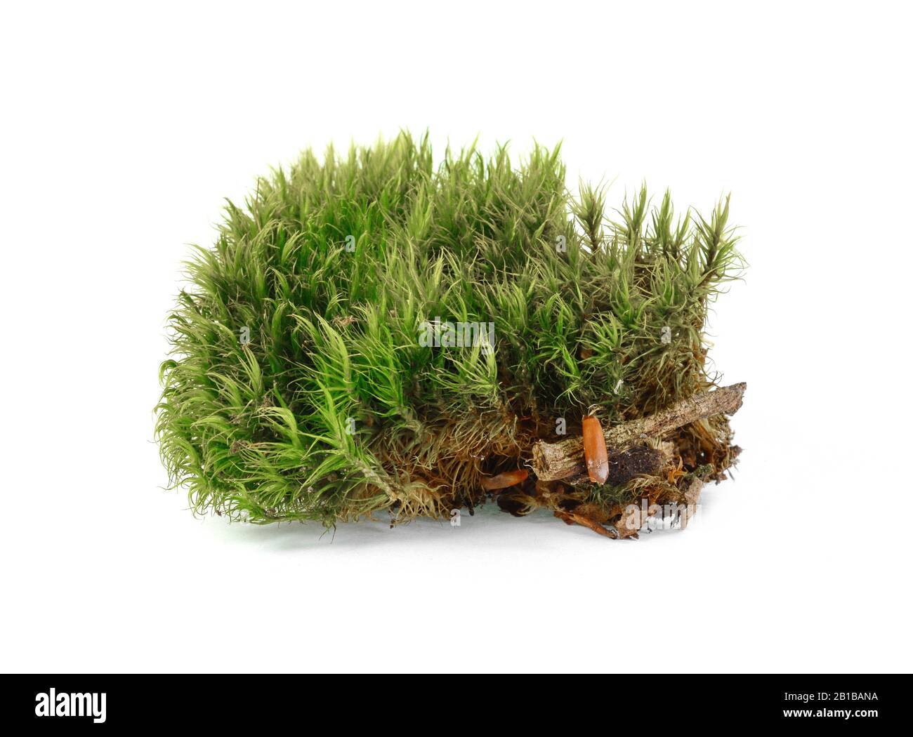 Green moss. Closeup. Isolated on white background. Studio photography