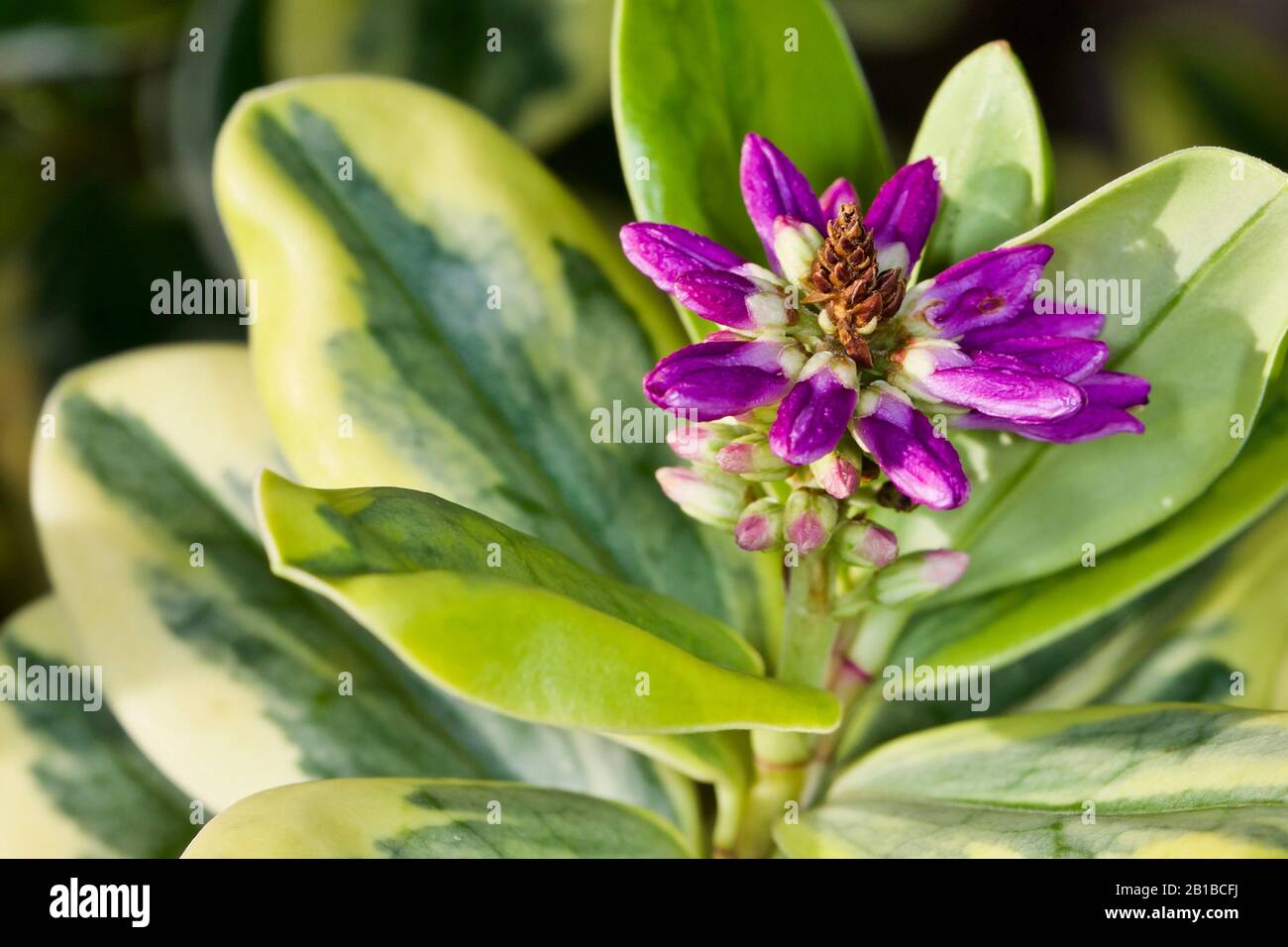 hebe 'Silver Queen' Stock Photo