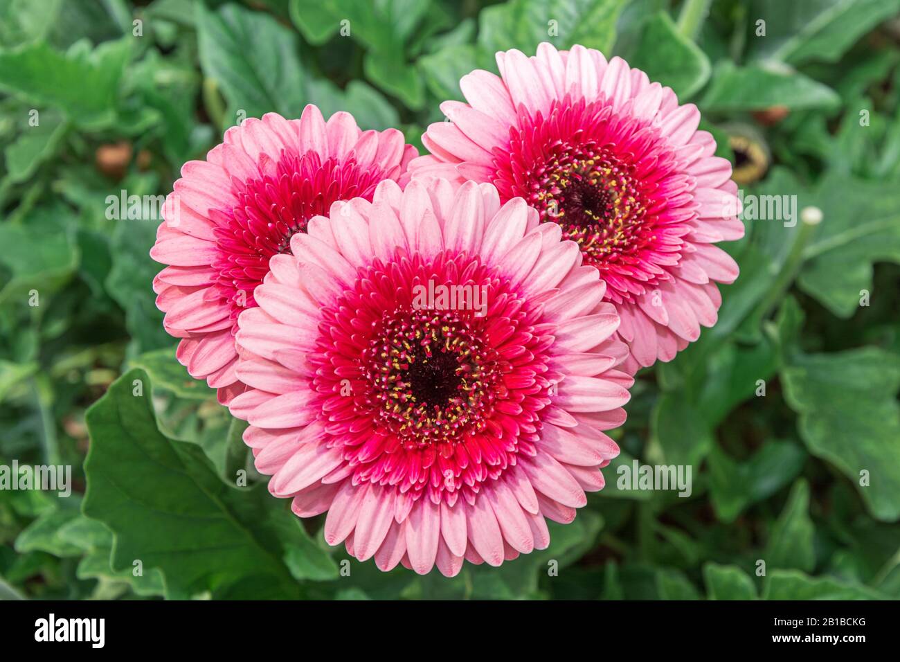 Closeup of beautiful red pink gerberas in a greenhouse in the Netherlands Stock Photo