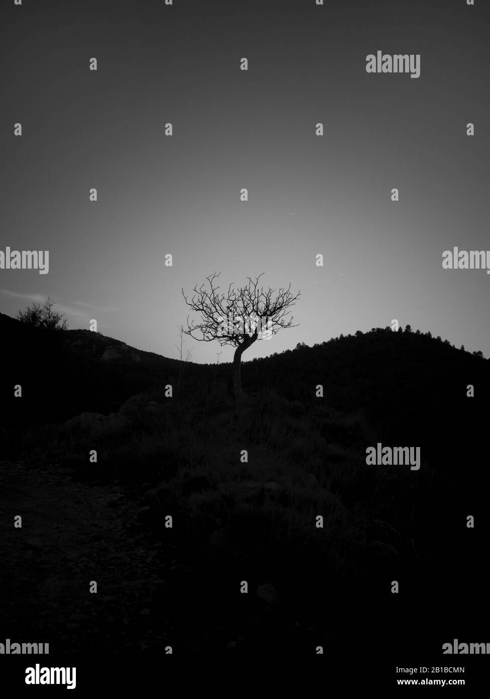 lonely tree in the middle of a hill, black and white Stock Photo - Alamy