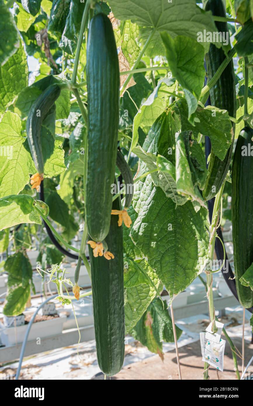 Cucumbers with flower on a plant somewhere in a huge greenhouse in the Netherlands Stock Photo