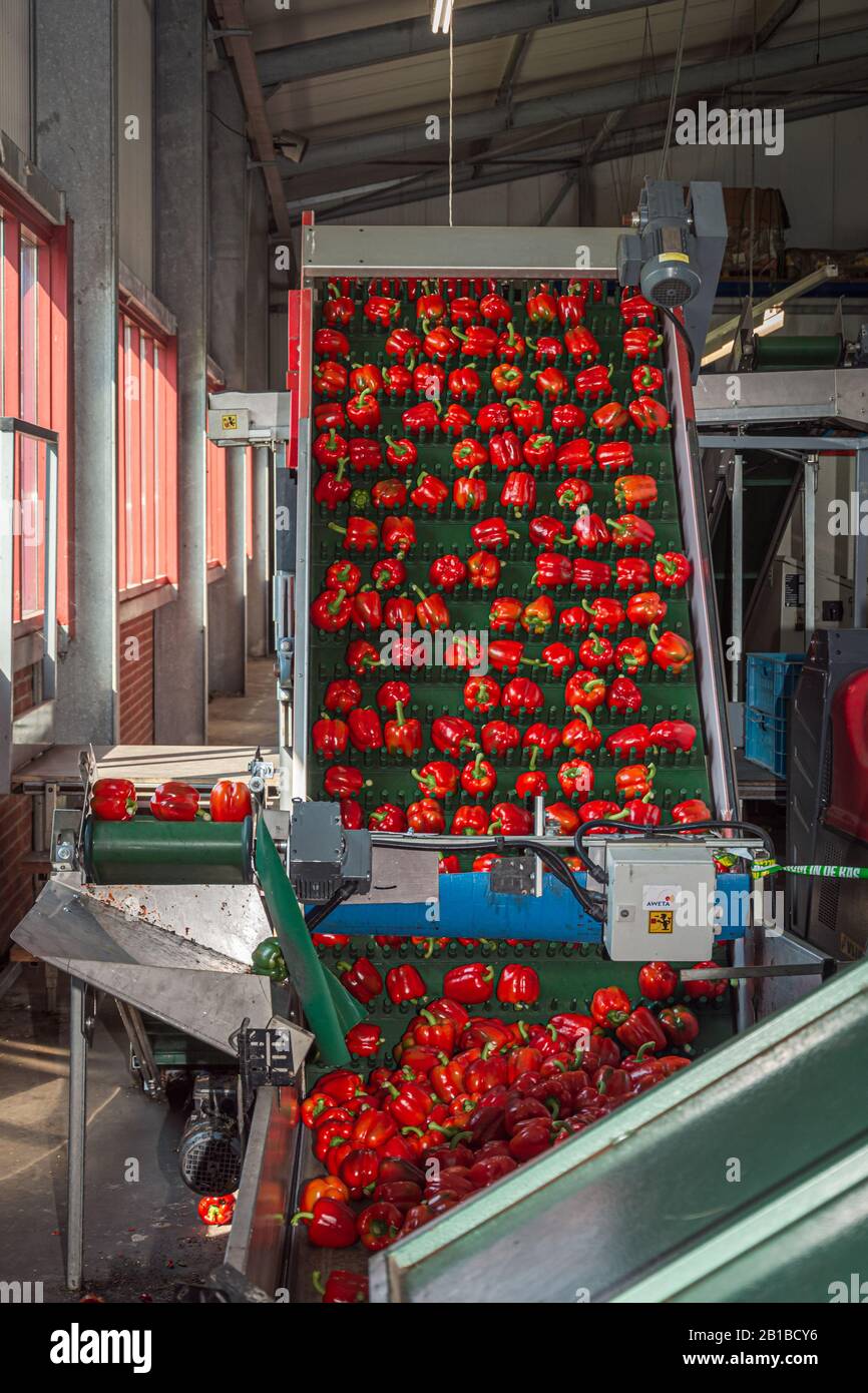 Sorting machine for red peppers in a greenhouse in the Netherlands Stock Photo
