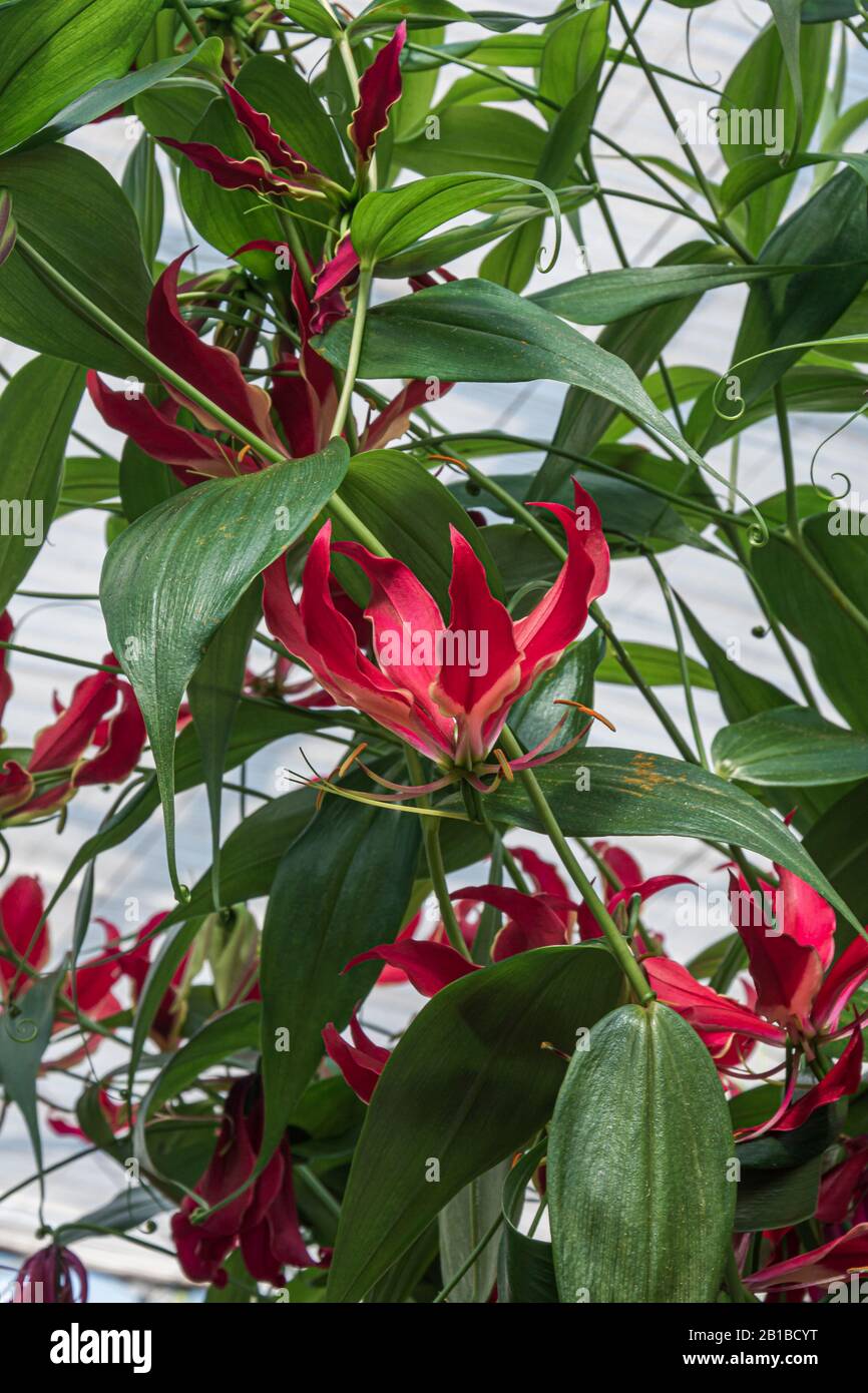Flowering Gloriosa in a large greenhouse in The Netherlands Stock Photo