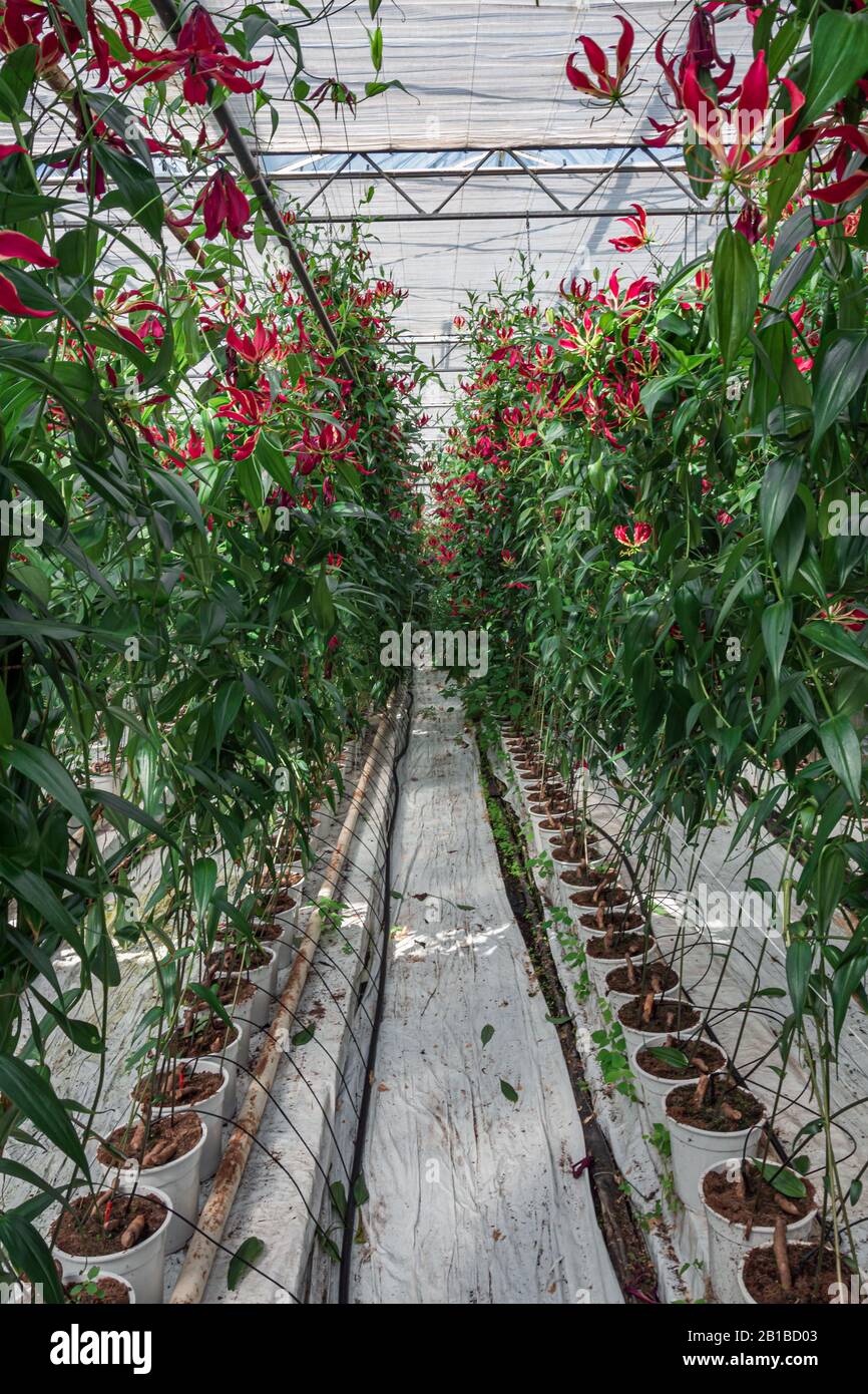 Flowering Gloriosa in a large greenhouse in The Netherlands Stock Photo