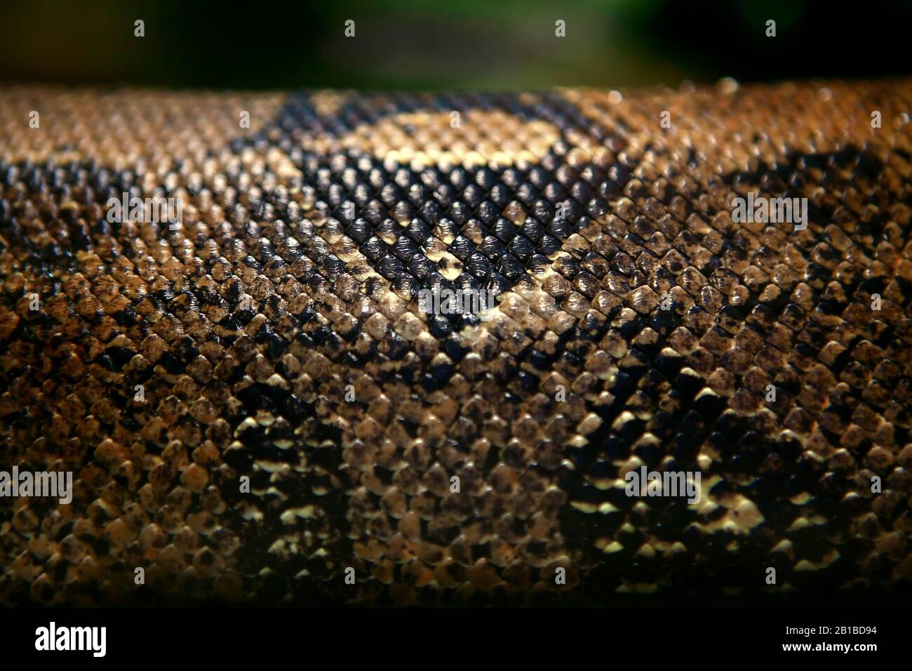 background of anaconda snake in the natural area Stock Photo