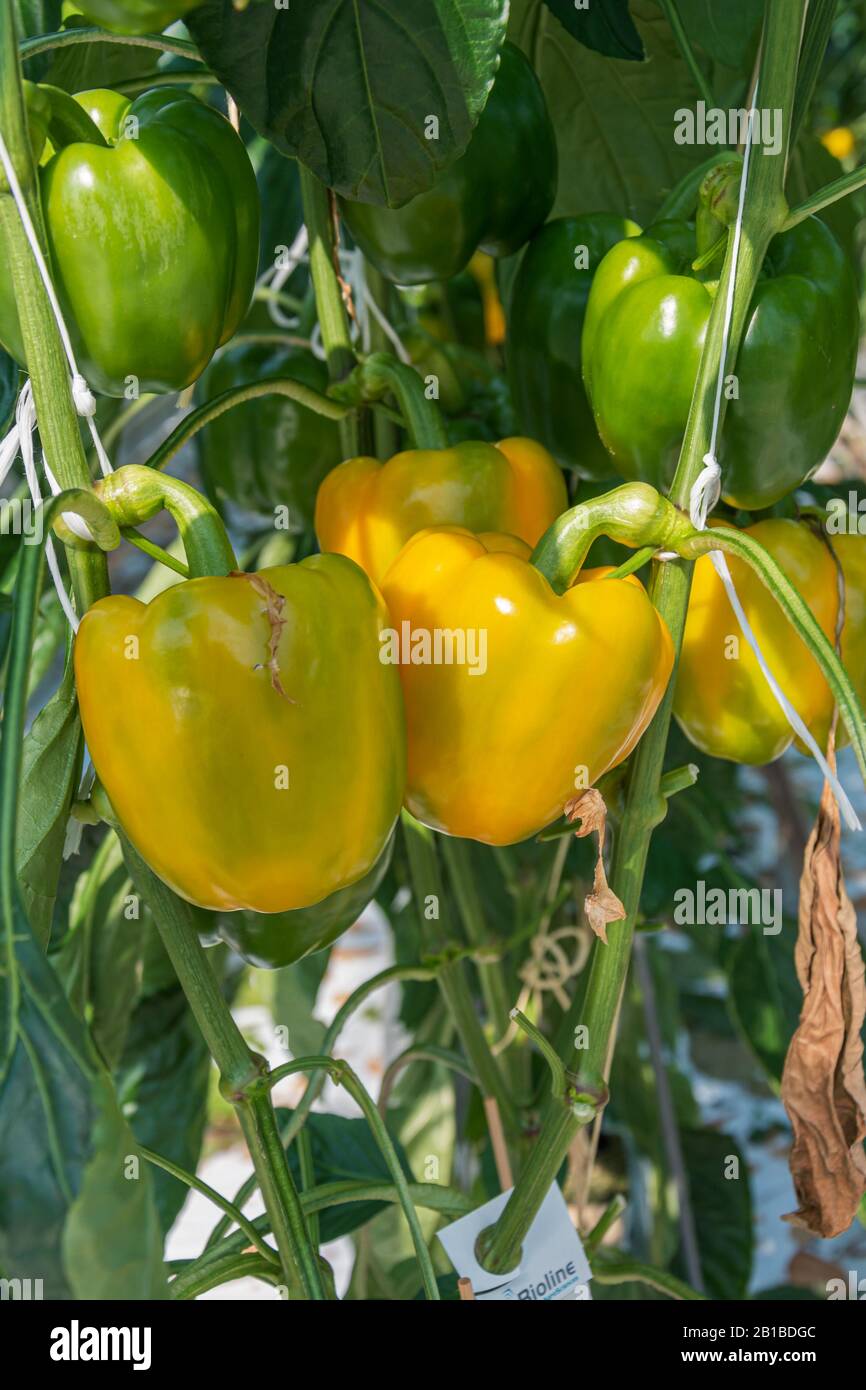 Yellow peppers growing in a large greenhouse in the Netherlands Stock Photo