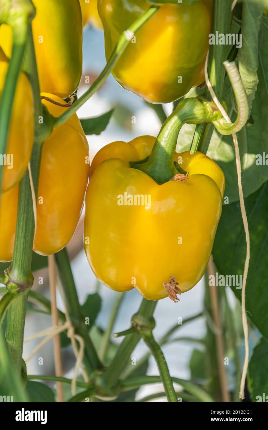Yellow peppers growing in a large greenhouse in the Netherlands Stock Photo