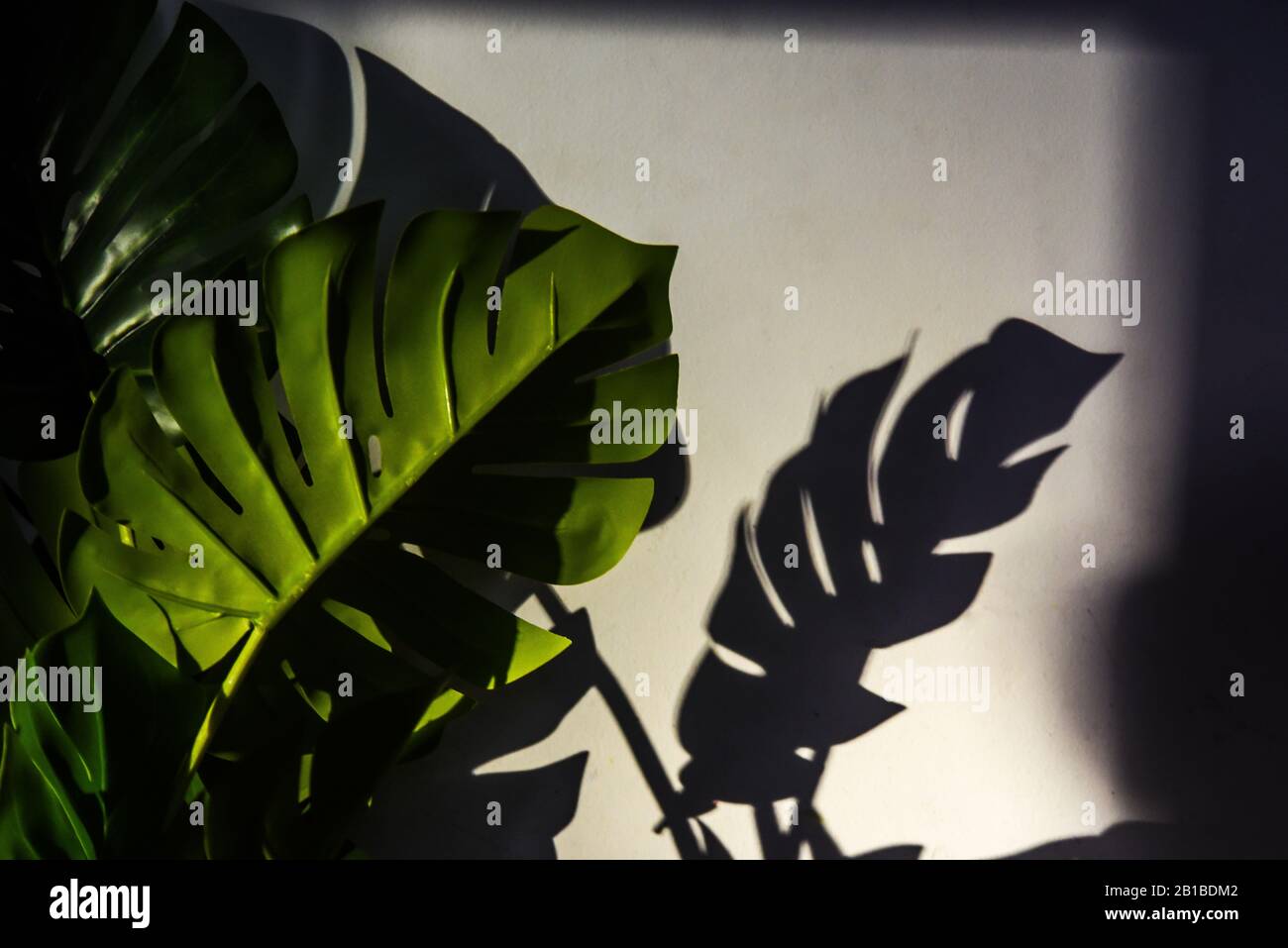 A ray of light illuminates a decorative plant by casting its shadow on the wall Stock Photo