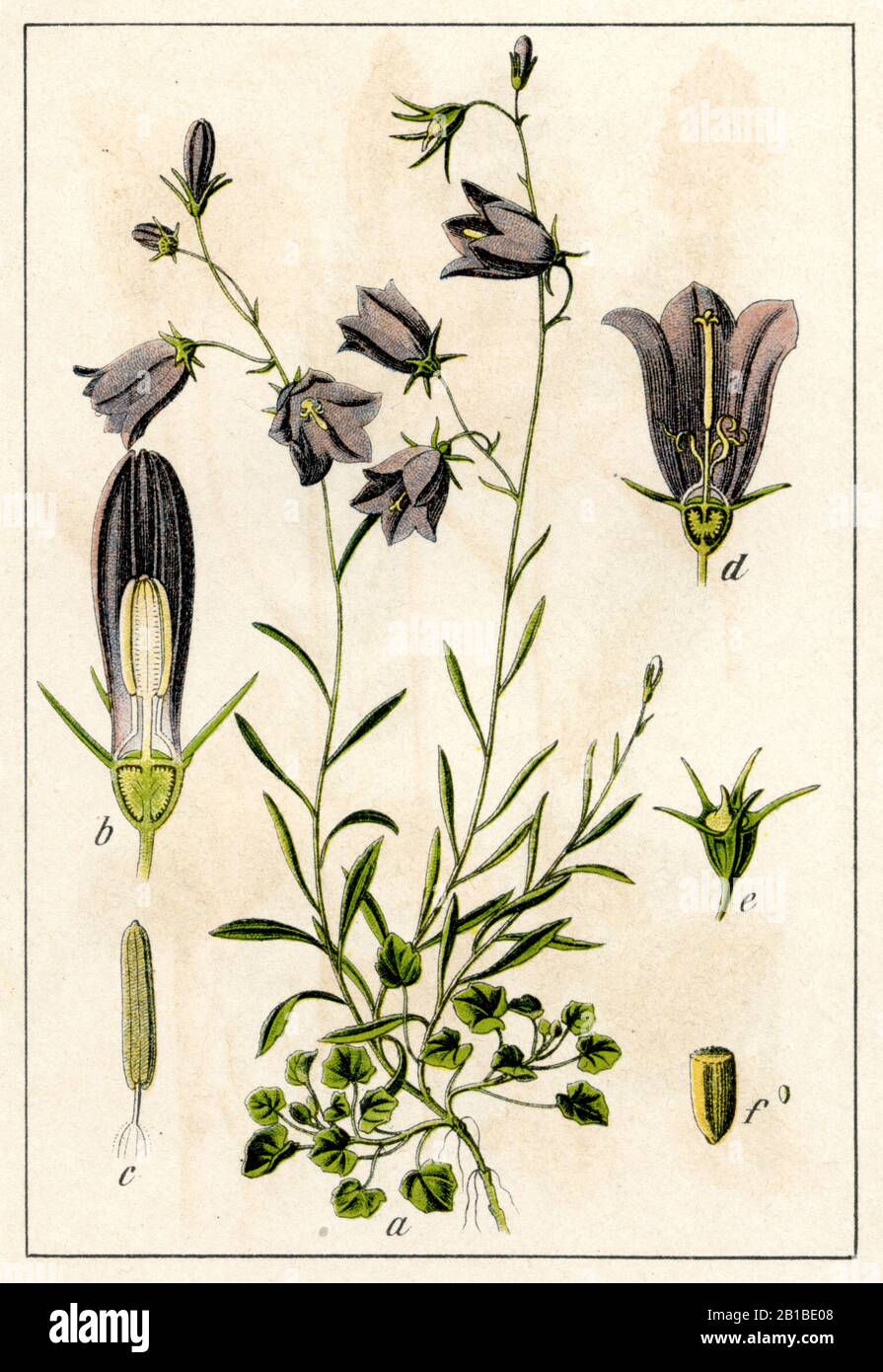 harebell, Campanula rotundifolia, Rundblättrige Glockenblume, Campanule à feuilles rondes,  (botany book, 1904) Stock Photo