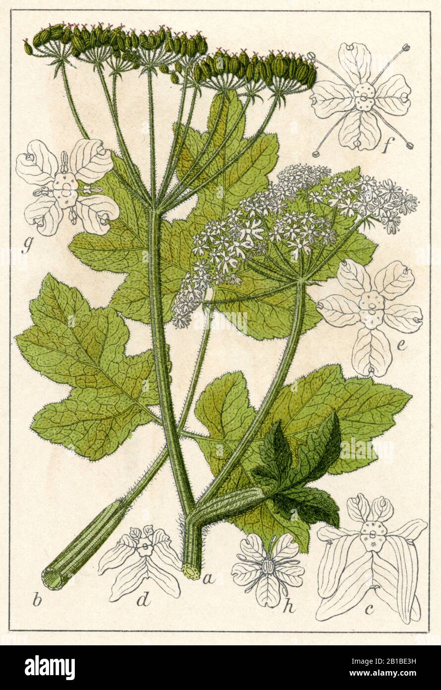 hogweed, Heracleum sphondylium, Wiesen-Bärenklau, Berce sphondyle,  (botany book, 1904) Stock Photo