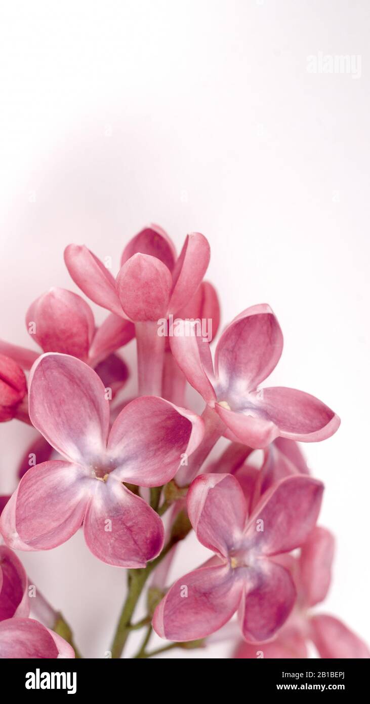 Beautiful purple lilac flowers. Macro photo of lilac spring flowers ...