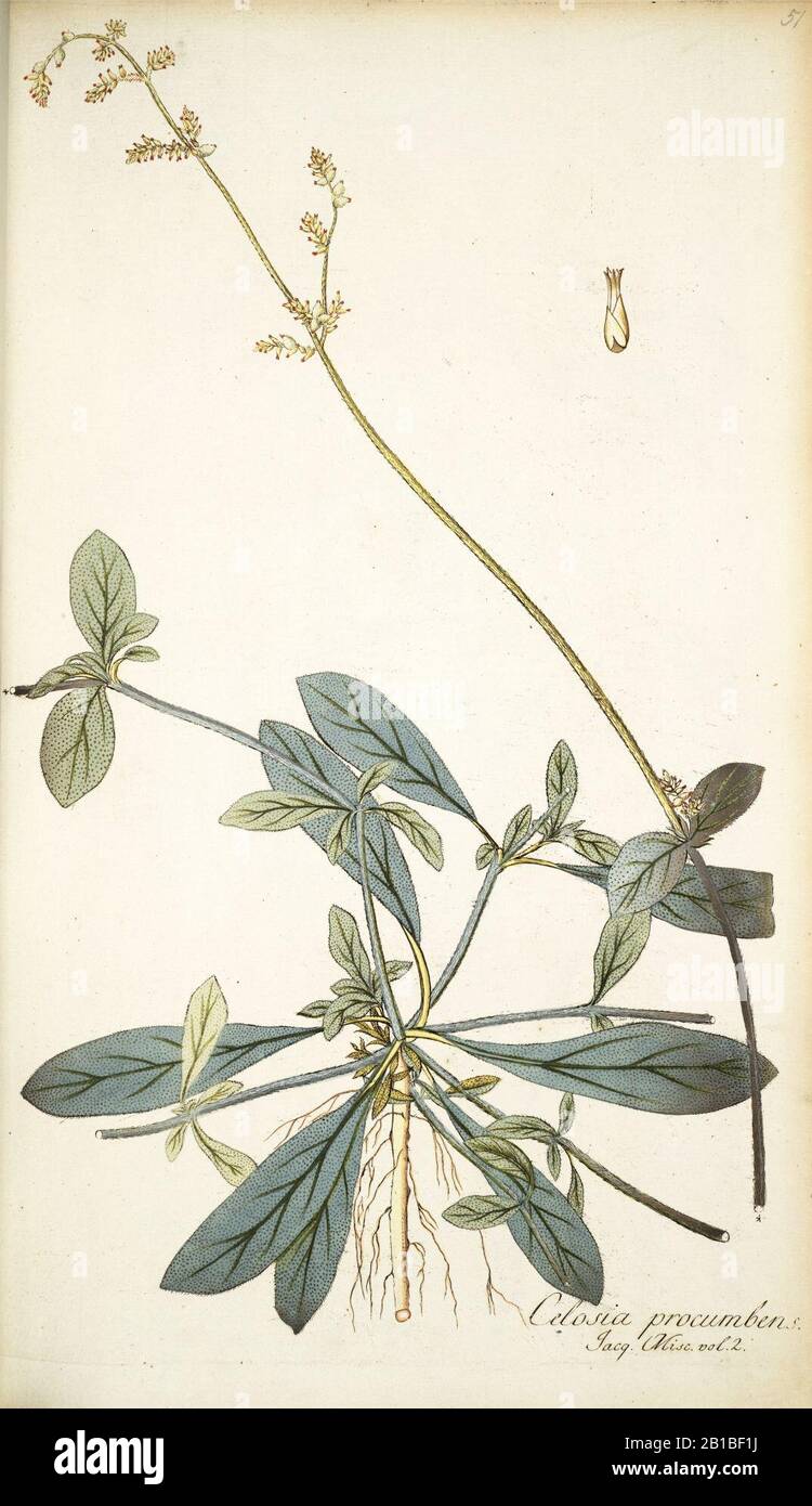 Froelichia interrupta as Celosia procumbens. Stock Photo