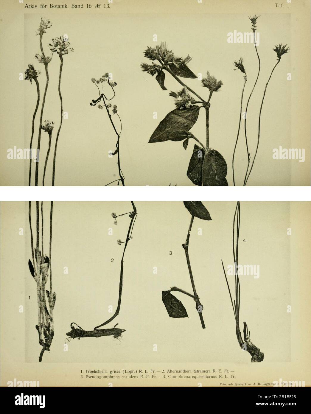 Froelichiella grisea, Alternanthera tetramera, Pseudogomphrena scandens, Gomphrena equisetiformis. Stock Photo