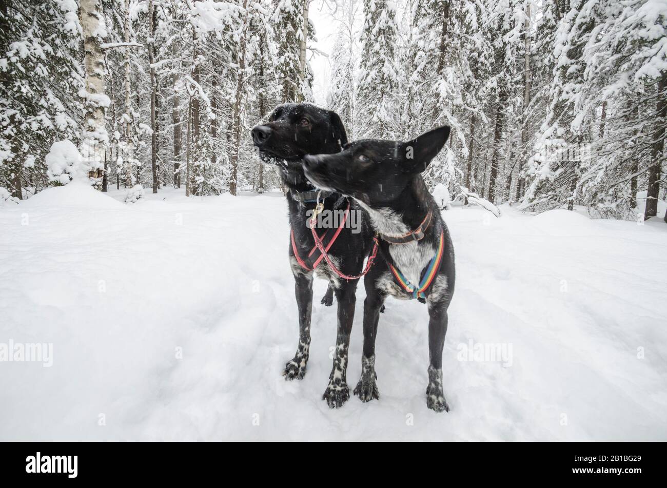 Sled dogs in a snowy forest. Real winter Stock Photo