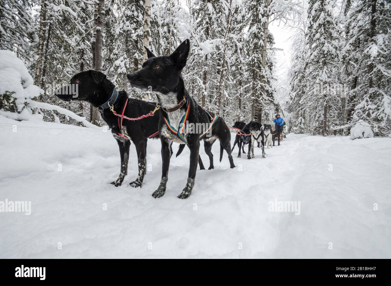 Sled dogs in a snowy forest. Real winter Stock Photo