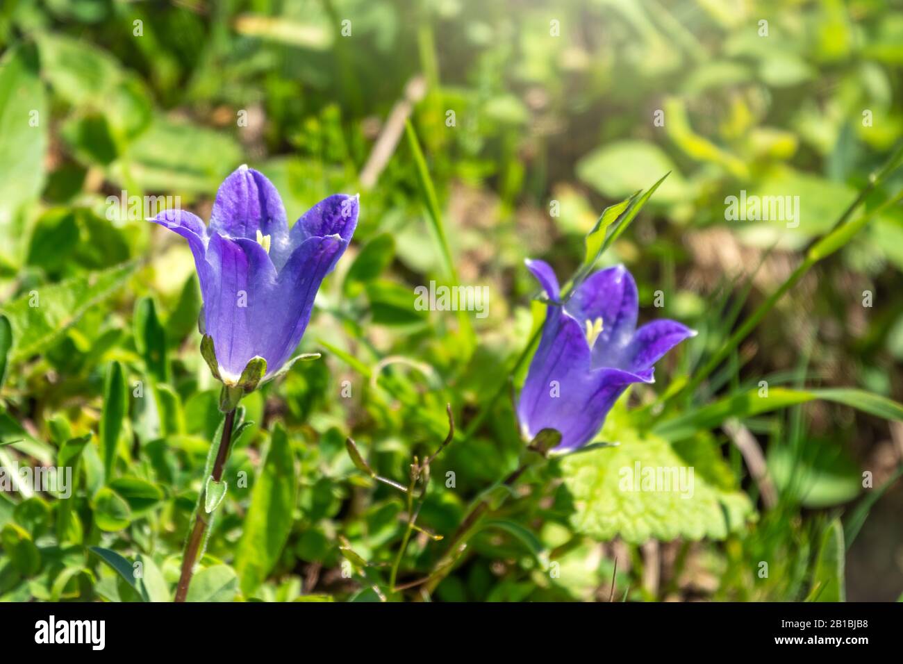 Campanula persicifolia, the purple mountain bellflower,is a flowering plant species in the family Campanulaceae Stock Photo