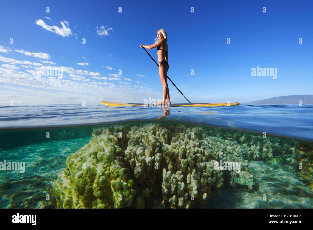 Healthy woman paddles a stand up paddle board near coral at Baby Beach, Lahaina, Maui, Hawaii. Stock Photo