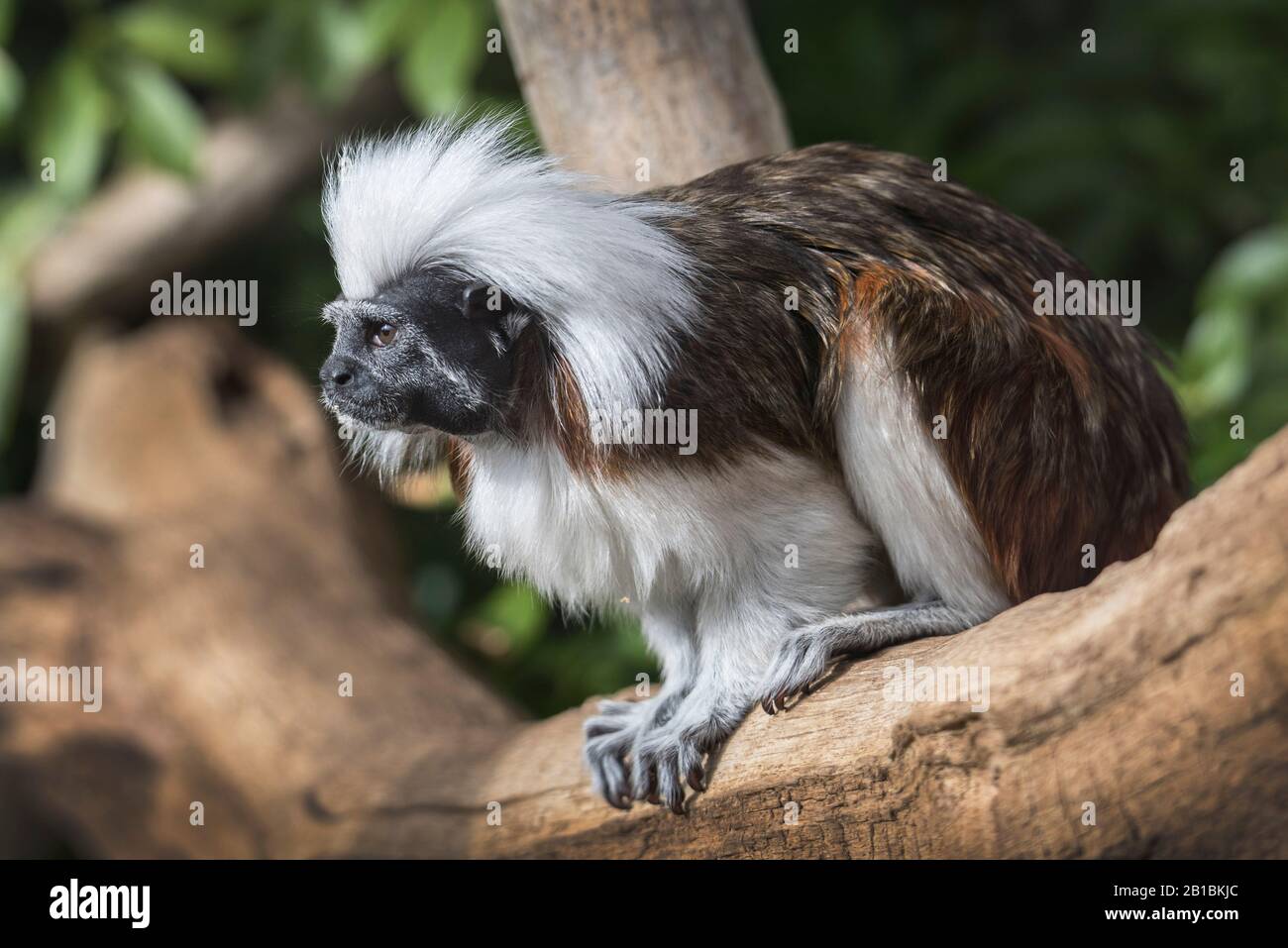 Cotton Top Tamarin on the look out Stock Photo