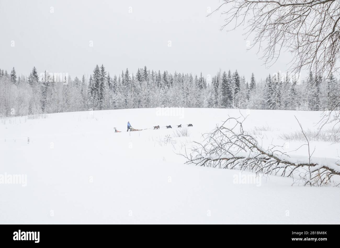 A dog team runs across a snowy lake. Stock Photo