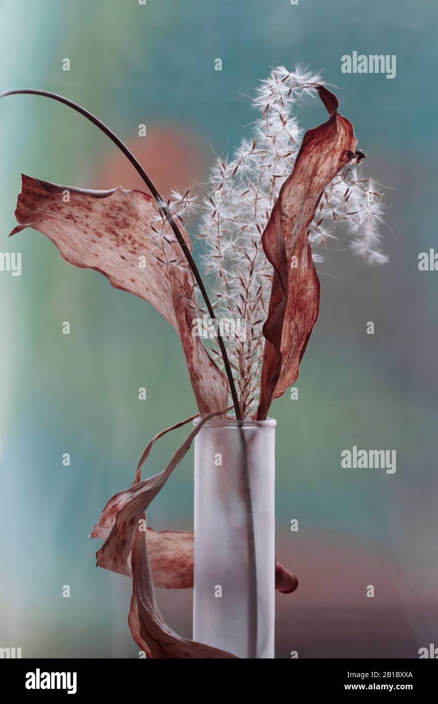 Vase mit schönen, attraktiven und trockenen Tulpenblättern Stock Photo