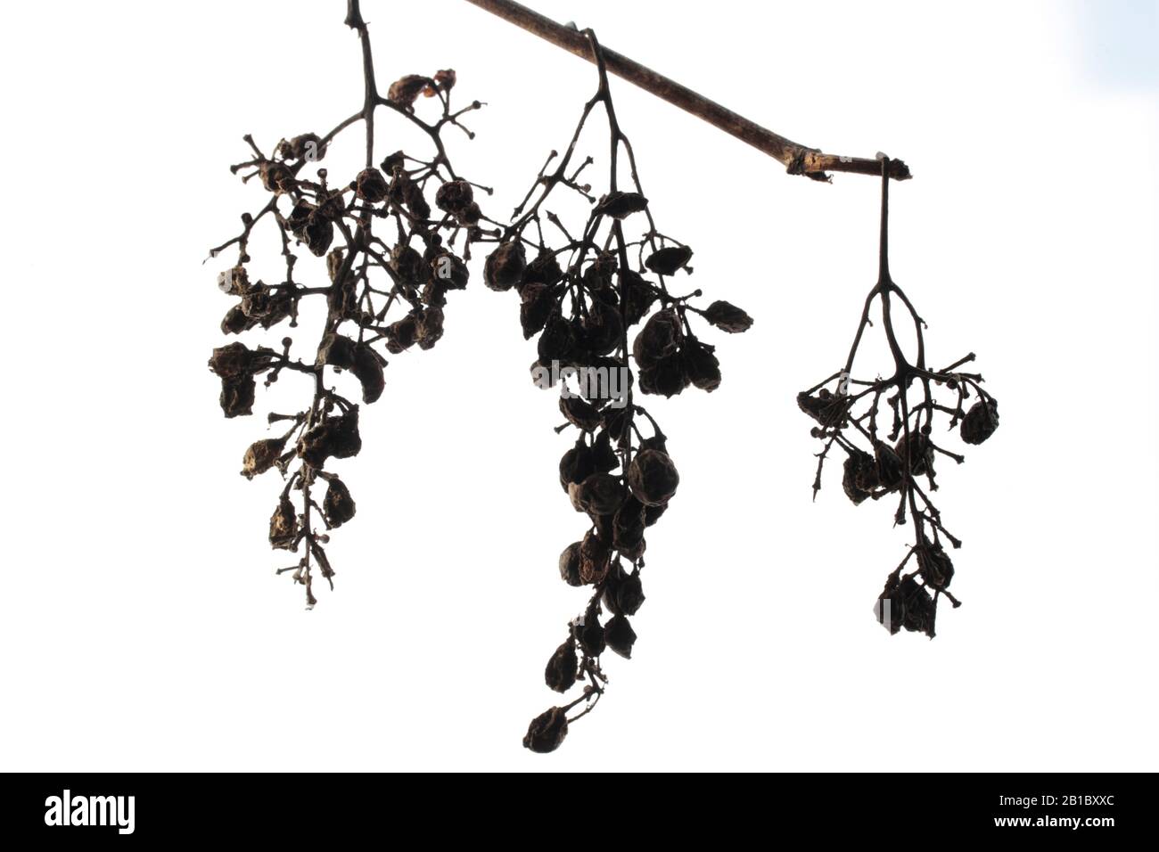 Drei vertrocknete Weintraubenrispen mit Mehltau im Winter Stock Photo