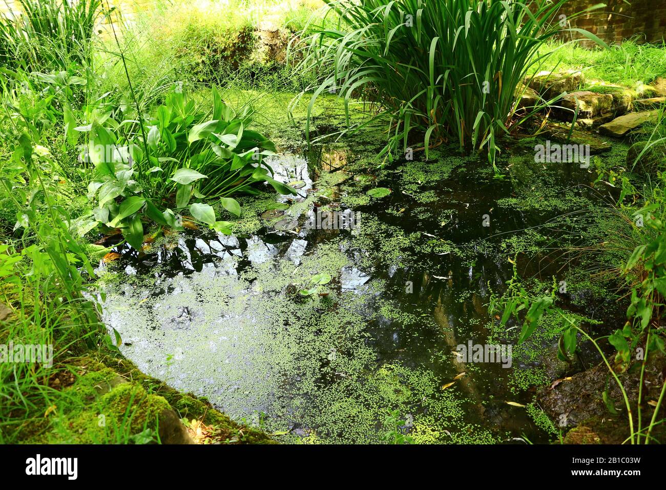 Kleiner Teich im Klostergarten von Kloster Kirchberg im Schwarzwald Stock Photo