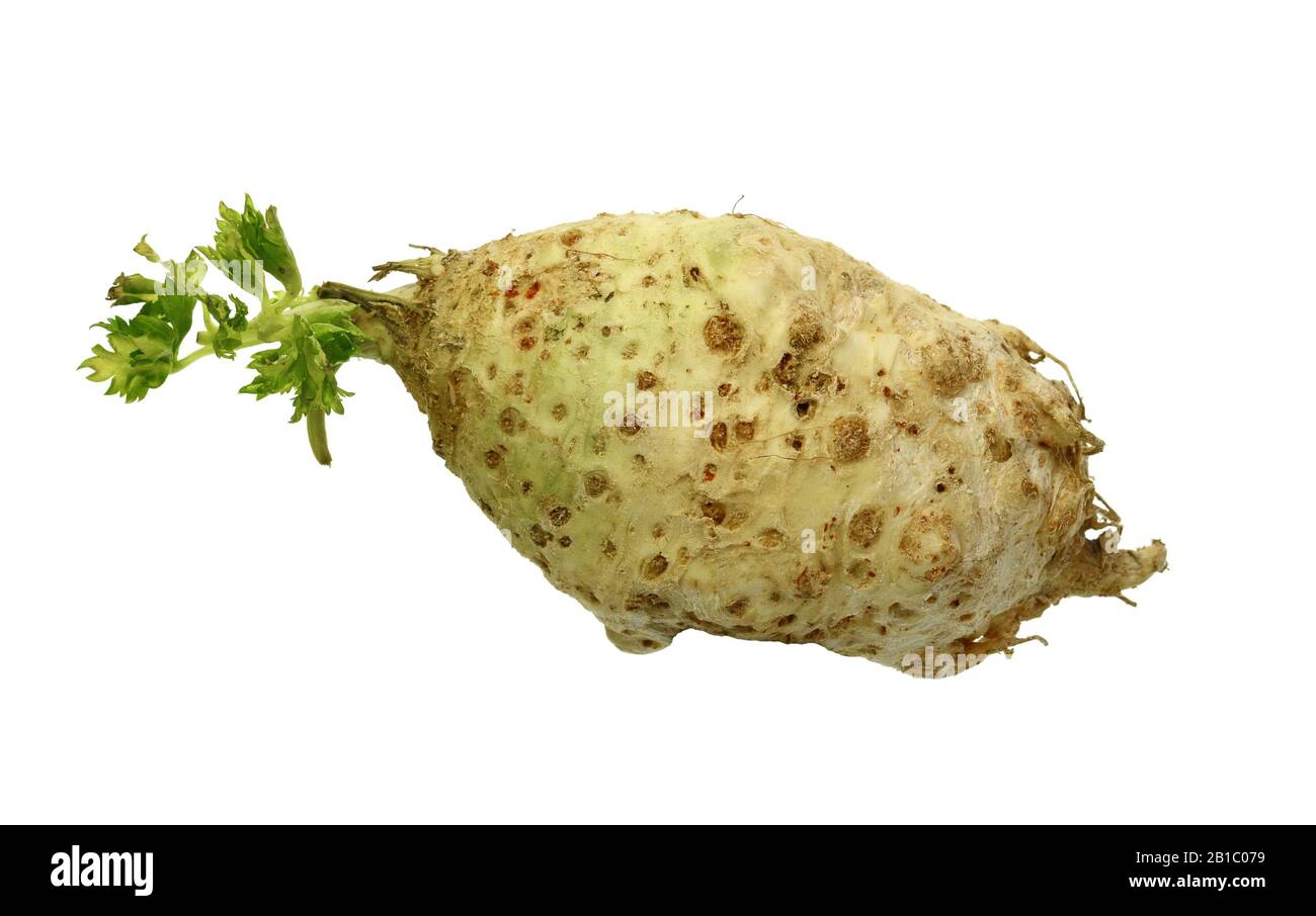 celery root on white background Stock Photo - Alamy