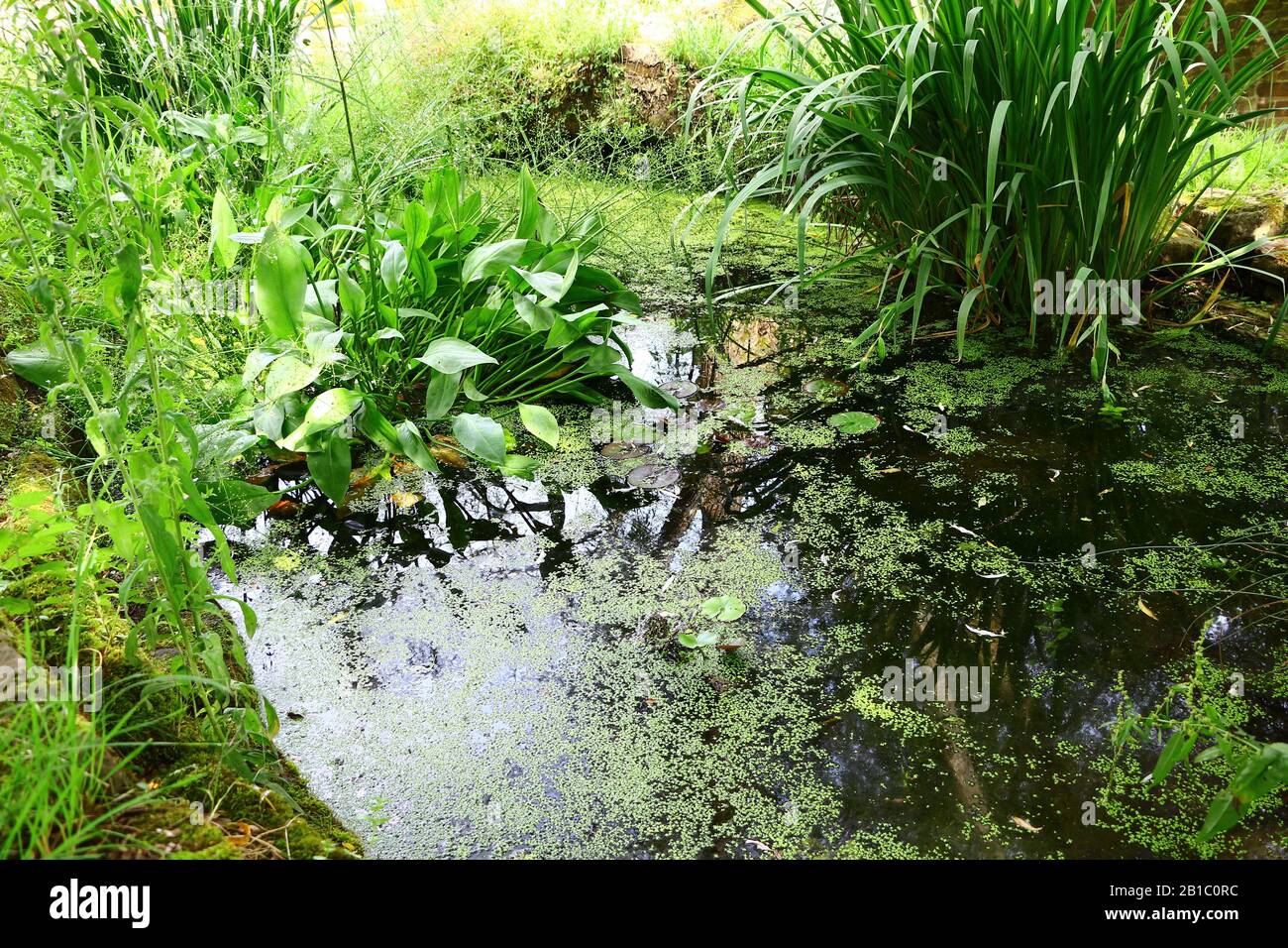Teich Natur /3095/ Gänsefamilie im Wasser Bild auf Leinwand 