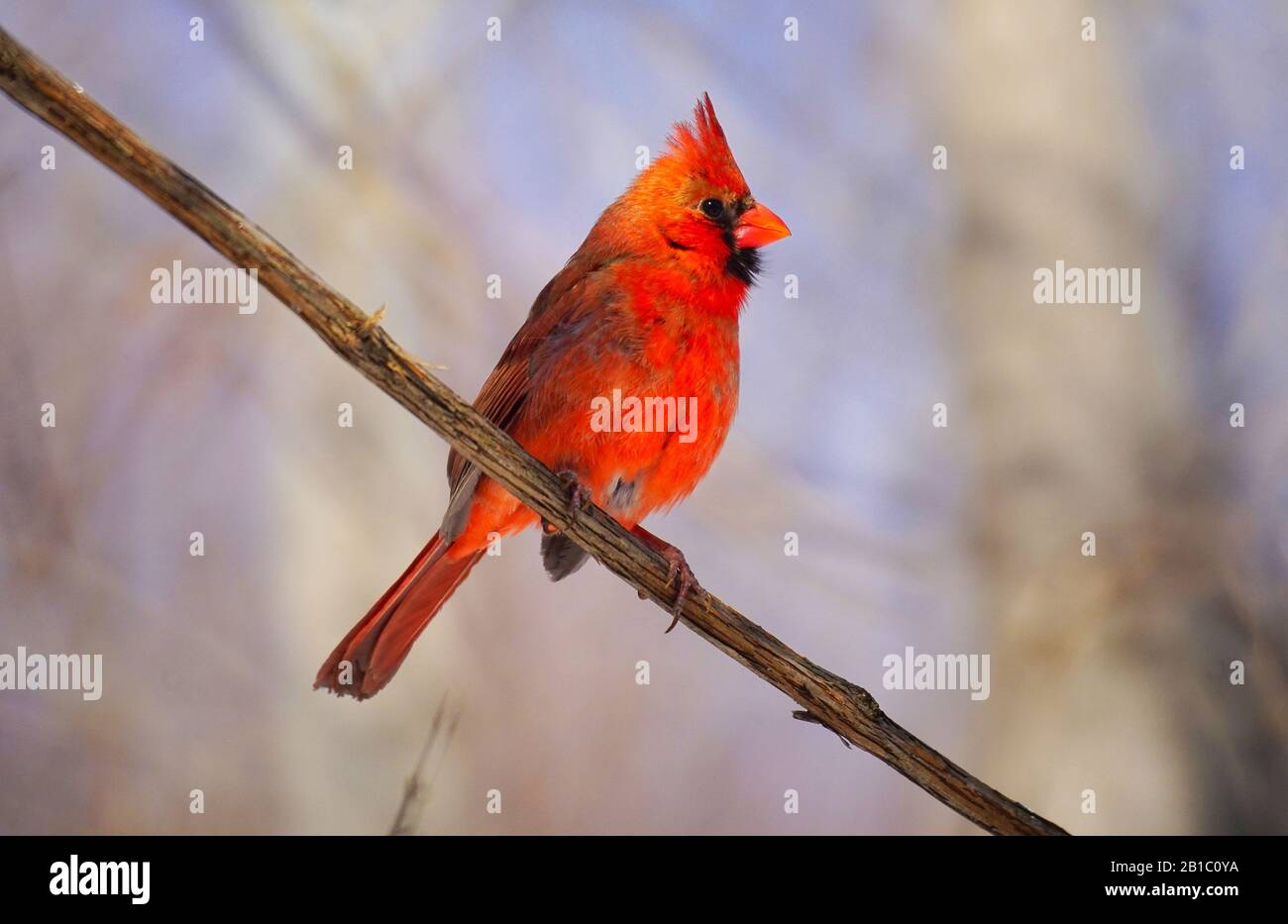 Montreal,Quebec,Canada,February 24,2020.Cardinal bird during winter time in Montreal,Quebec,Canada.Credit:Mario Beauregard/Alamy News Stock Photo