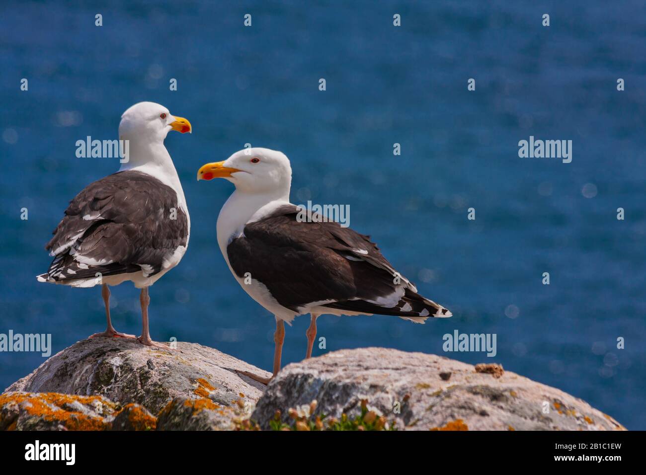 Great black-backed gulls (Larus marinus) standing on rocks looking out to North Atlantic ocean. Largest gulls at Irish coast, Saltee Islands, Ireland Stock Photo