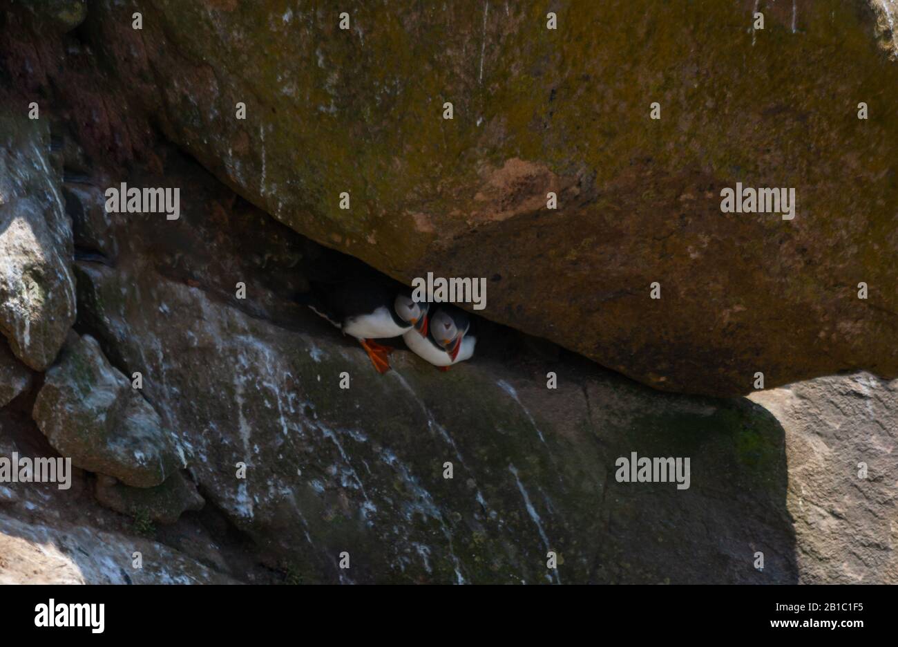 Atlantic puffin seabird pair in shade under large rock along coast of Saltee Islands Wexford Ireland. Wild bird sanctuary North Atlantic Stock Photo