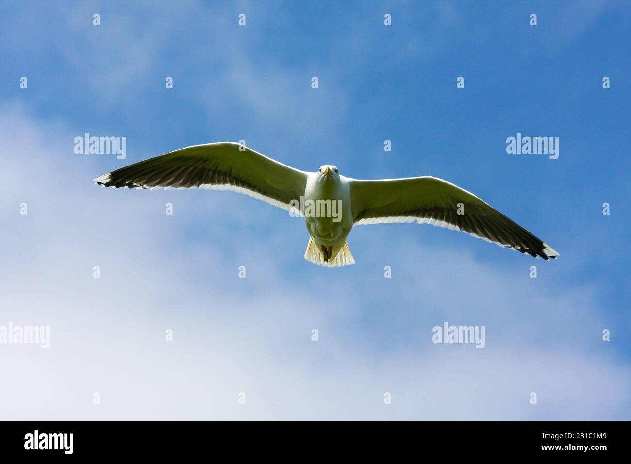 Great black-backed gull (Larus marinus) in flight against blue sky background. Wings outstretched and head looking left searching. Ireland. Underside Stock Photo