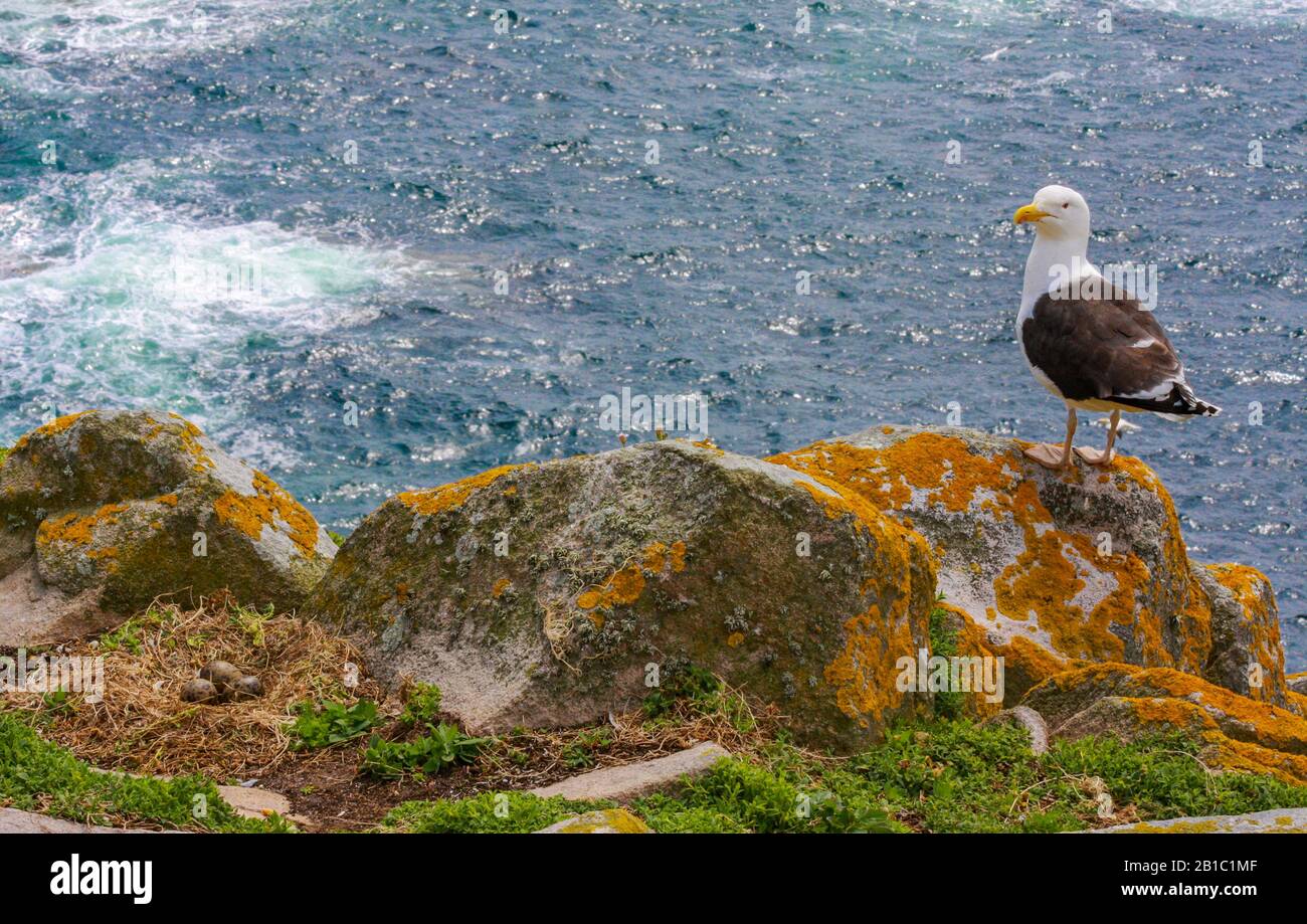 Great Black-backed Gull (Larus marinus) standing on rock at cliff edge beside nest with three unhatched eggs. North Atlantic ocean waves seafoam Stock Photo